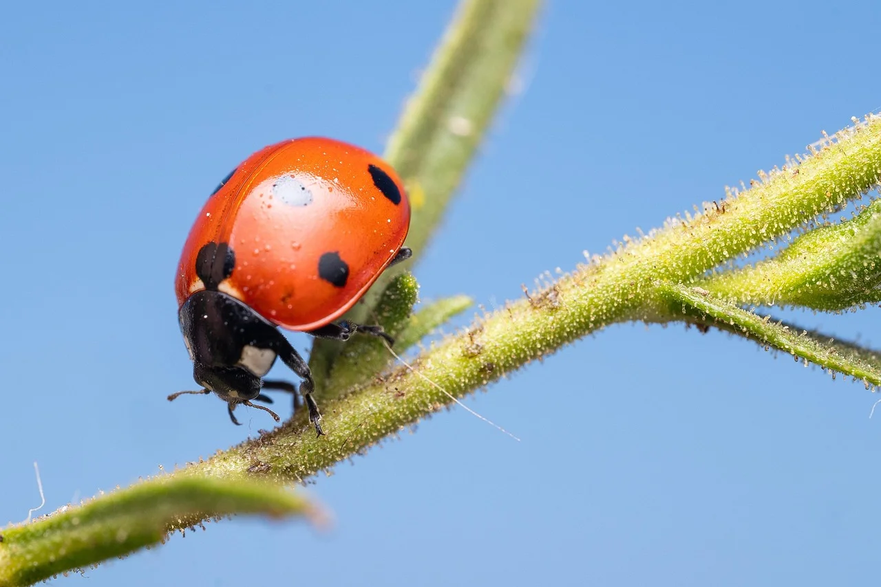 Lutter contre les mites et coccinelles : les solutions efficaces à découvrir